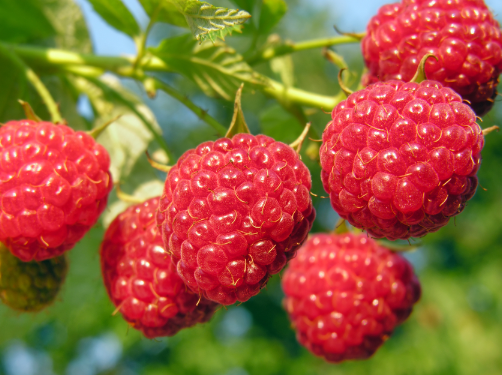 Raspberry ketone - raspberries