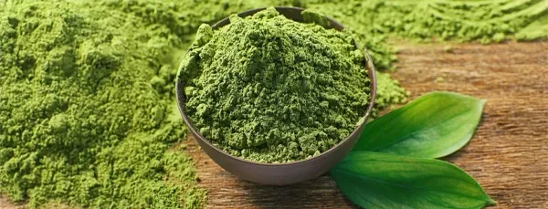 Green tea extract powder